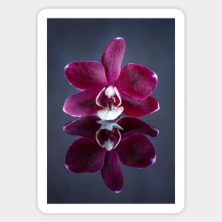 Purple Orchid Reflection Sticker